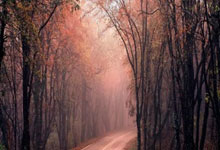 哈萨克斯坦击败格鲁吉亚获得柔道男子金牌